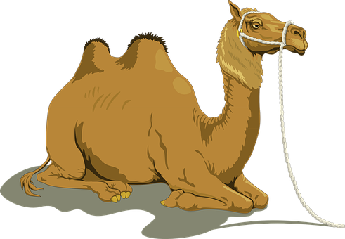 Detail Camel Image Nomer 21