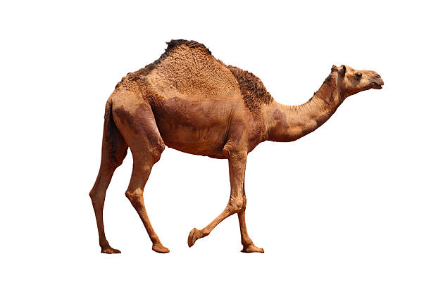 Detail Camel Image Nomer 5