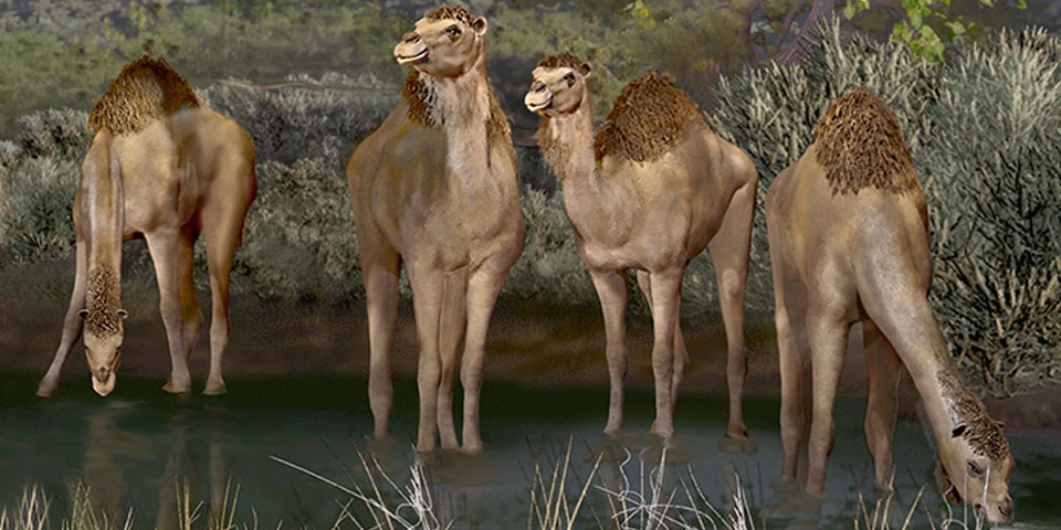 Detail Camel Image Nomer 46