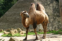 Detail Camel Image Nomer 50