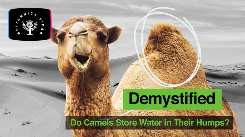 Detail Camel Images Nomer 43