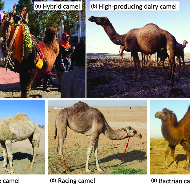 Detail Camel Images Nomer 45