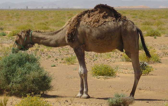 Detail Camel Images Nomer 55