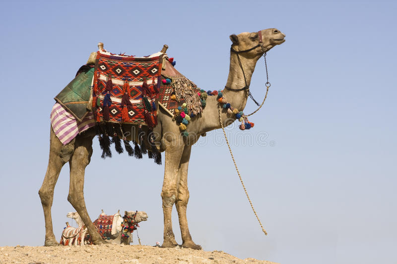 Detail Camel Images Free Nomer 11