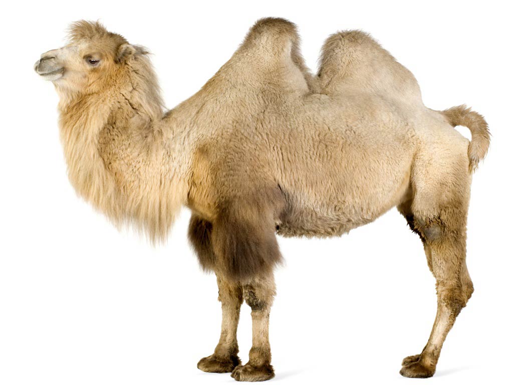 Detail Camel Images Free Nomer 17