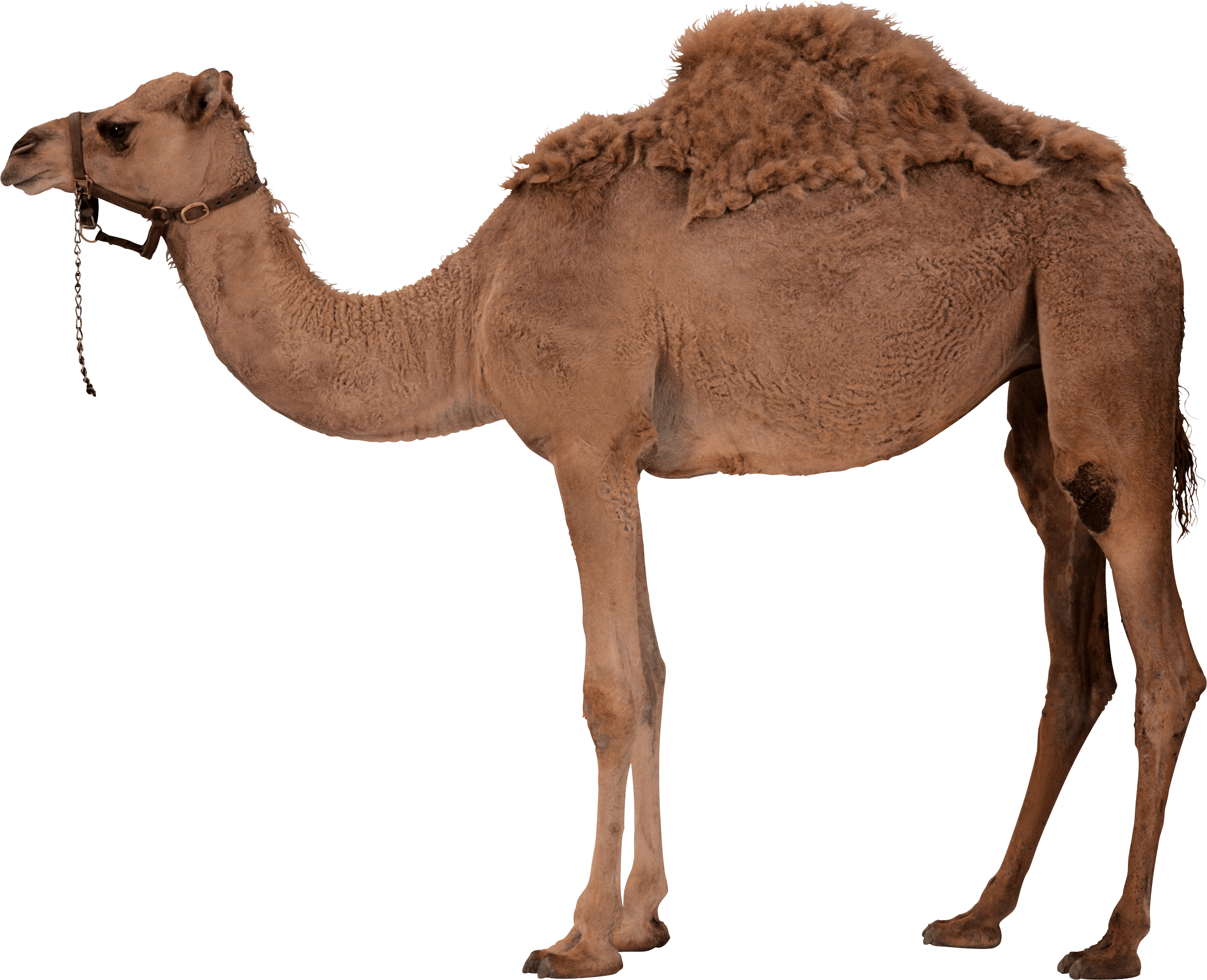 Detail Camel Images Free Nomer 21