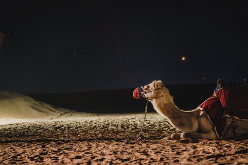 Detail Camel Images Free Nomer 24