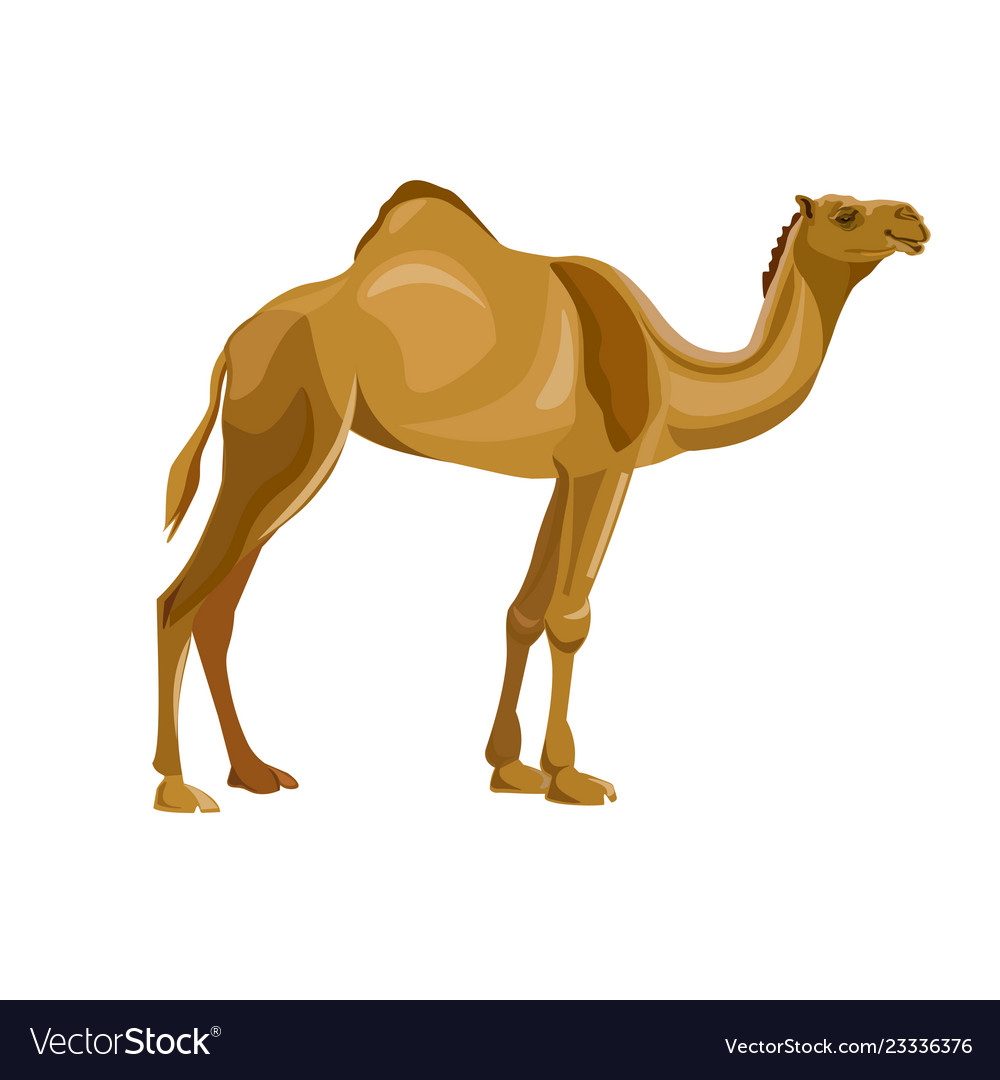 Detail Camel Images Free Nomer 31