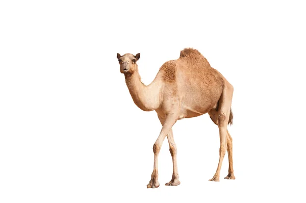 Detail Camel Images Free Nomer 33