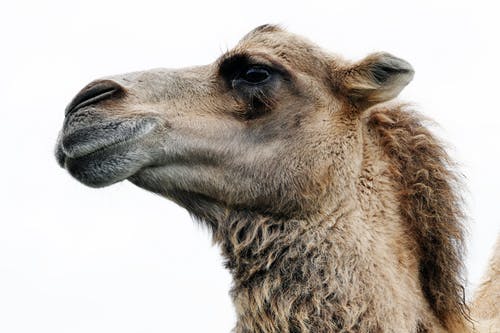 Detail Camel Images Free Nomer 36