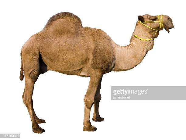 Detail Camel Images Free Nomer 42