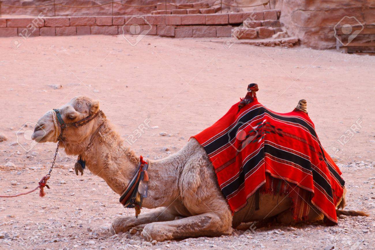 Detail Camel Images Free Nomer 47