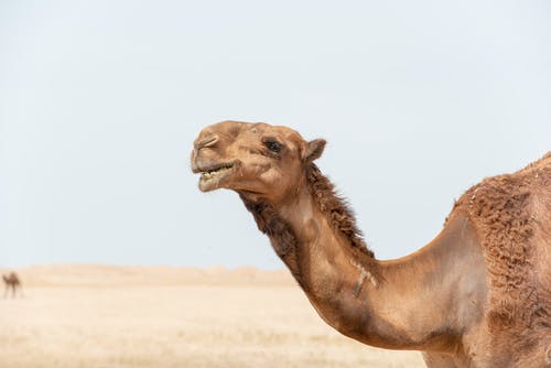 Detail Camel Images Free Nomer 9