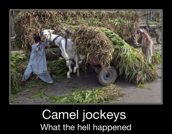 Detail Camel Jockey Meme Nomer 3