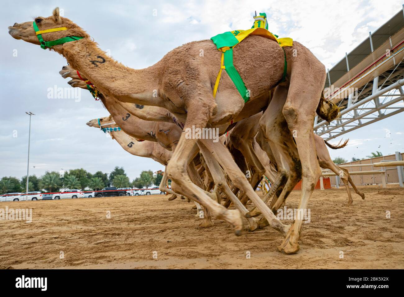 Detail Camel Jockey Meme Nomer 37