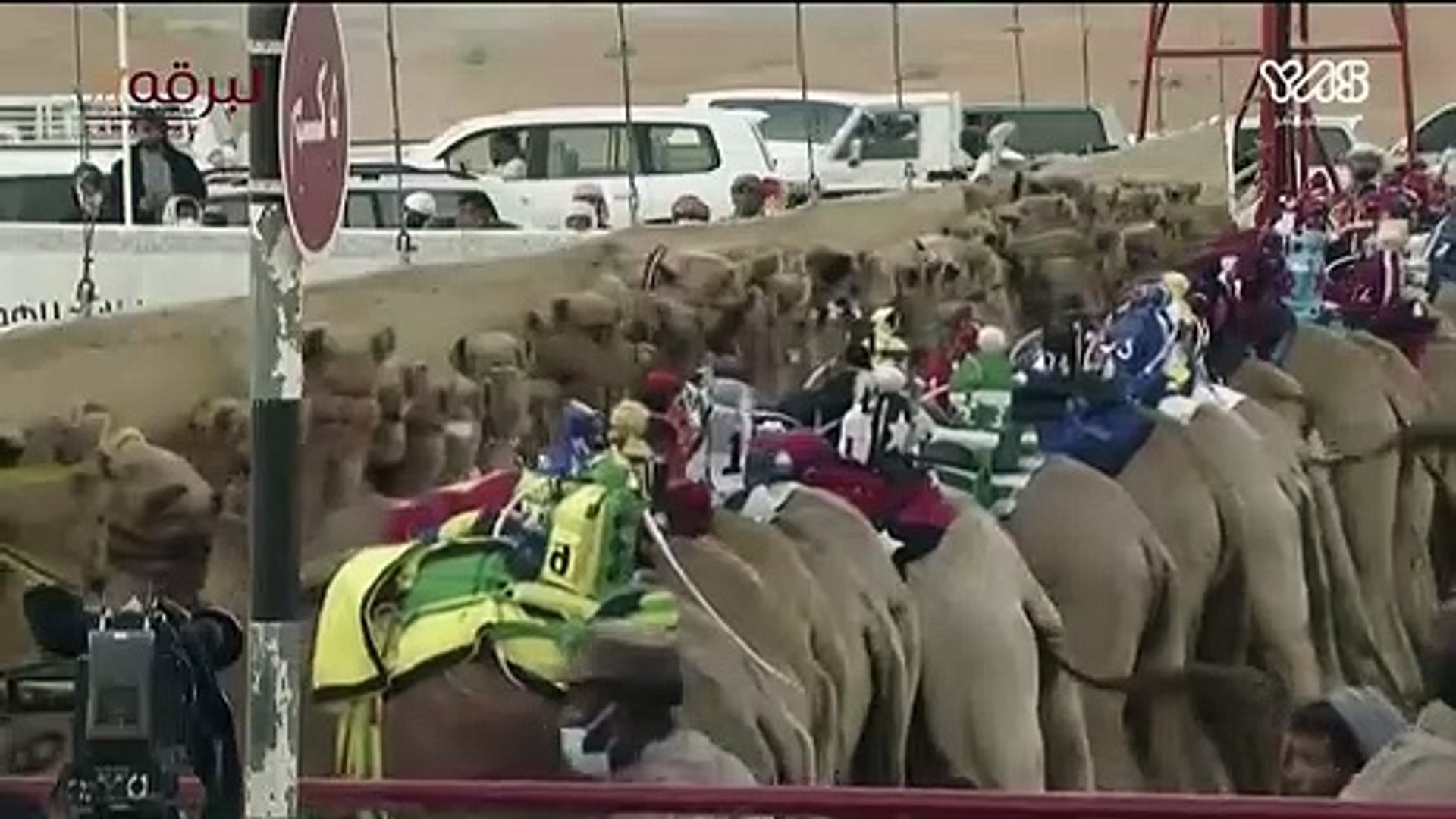 Detail Camel Jockey Meme Nomer 40