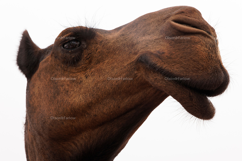 Detail Camel Lips Photo Nomer 13