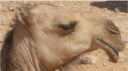 Detail Camel Lips Photo Nomer 30
