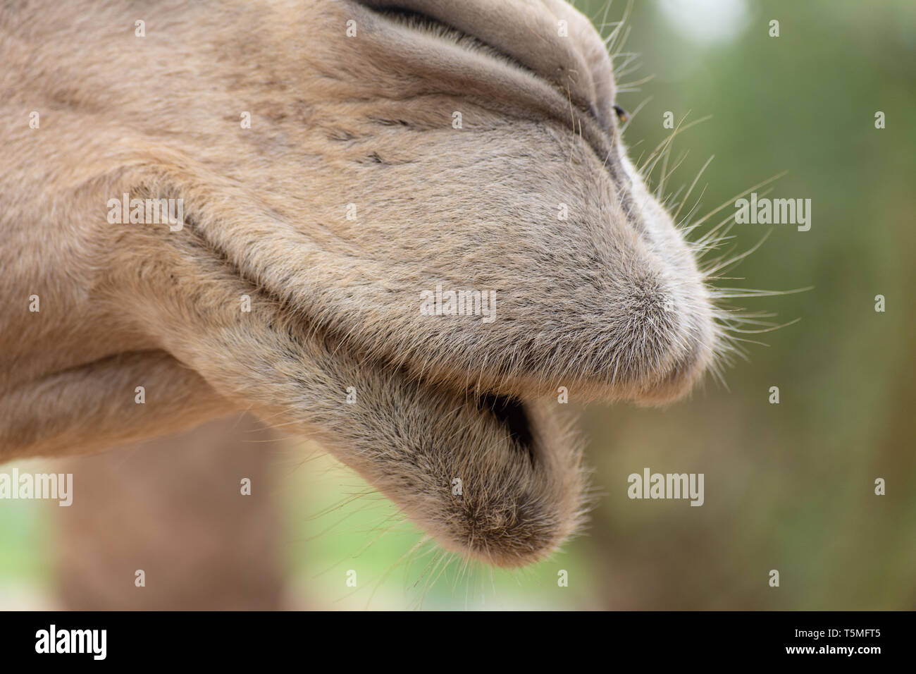 Detail Camel Lips Photo Nomer 4