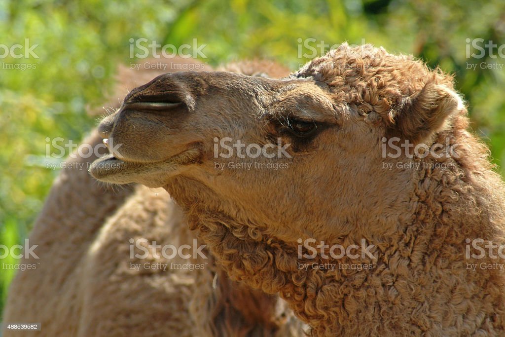 Detail Camel Lips Photo Nomer 48