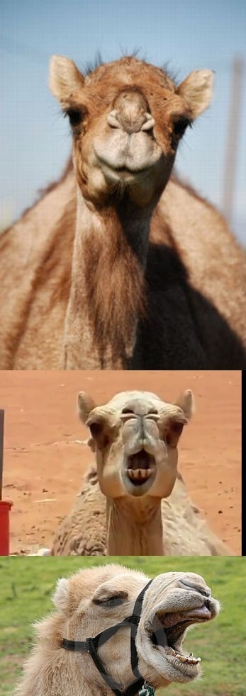 Detail Camel Meme Generator Nomer 4
