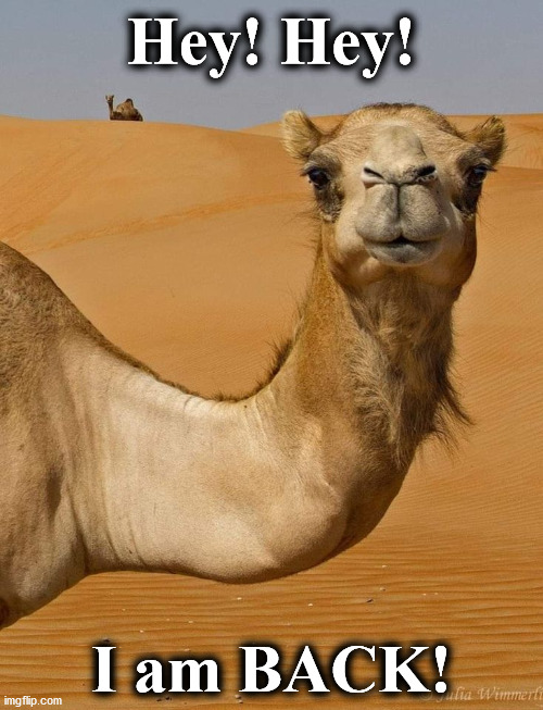 Detail Camel Meme Generator Nomer 31