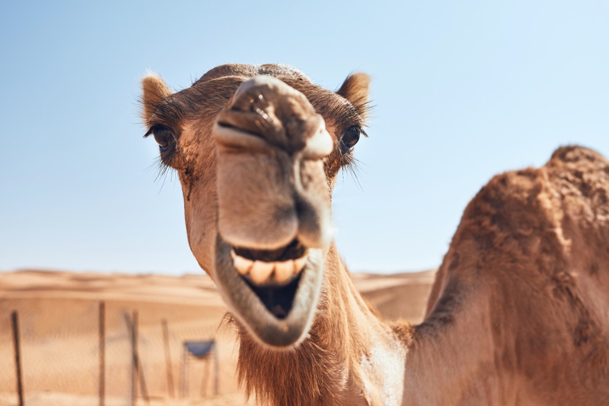 Detail Camel Meme Generator Nomer 44