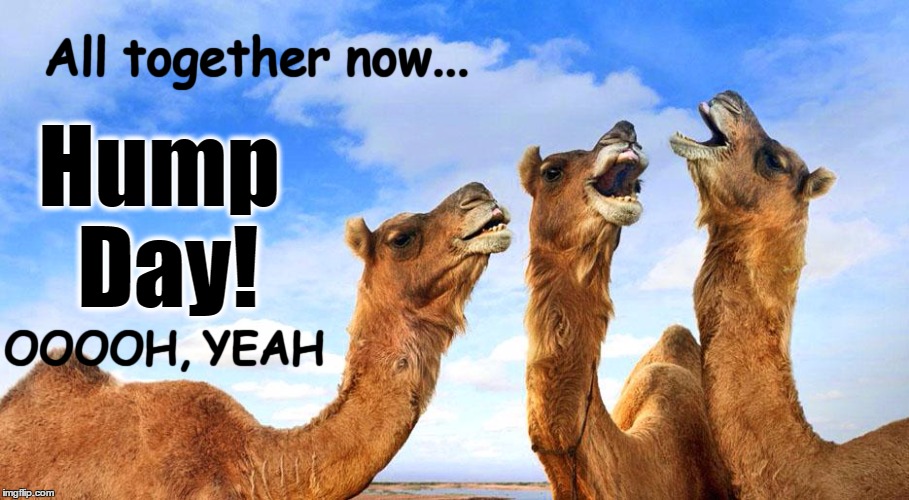 Detail Camel Meme Generator Nomer 47