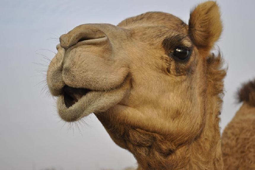 Detail Camel Meme Generator Nomer 6