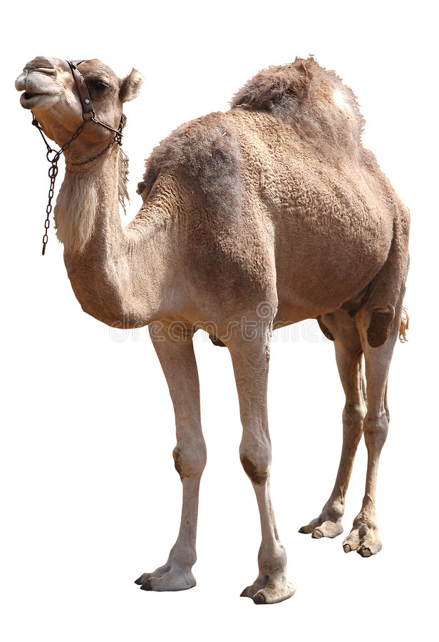 Detail Camel Pic Nomer 12