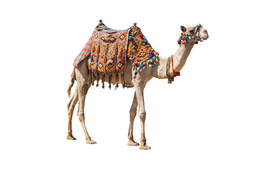 Detail Camel Pic Nomer 41