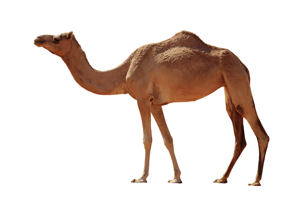 Detail Camel Picture Nomer 30