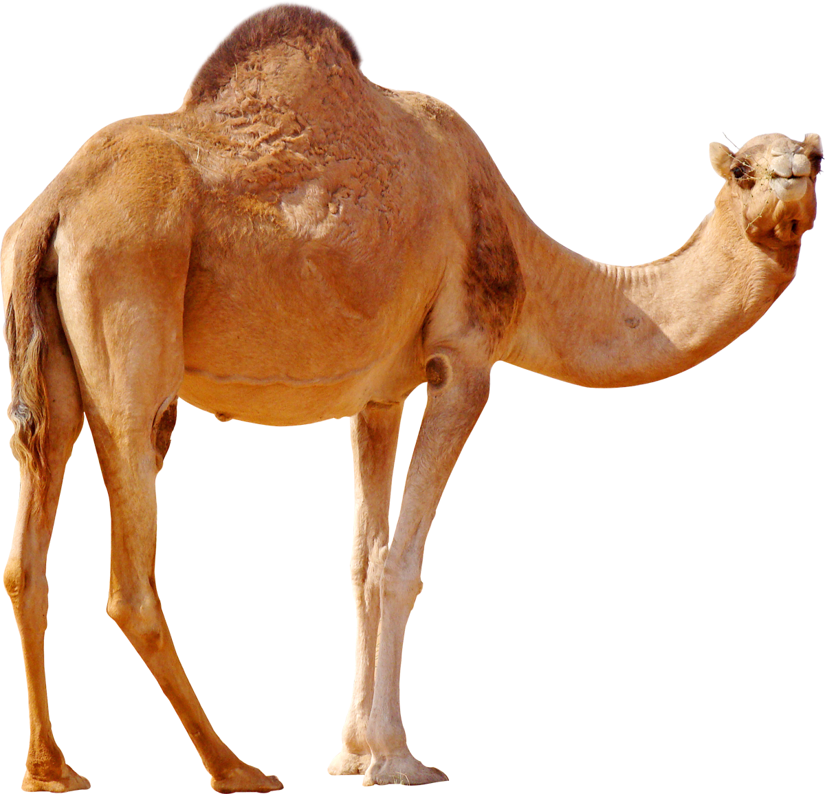 Camel Png - KibrisPDR