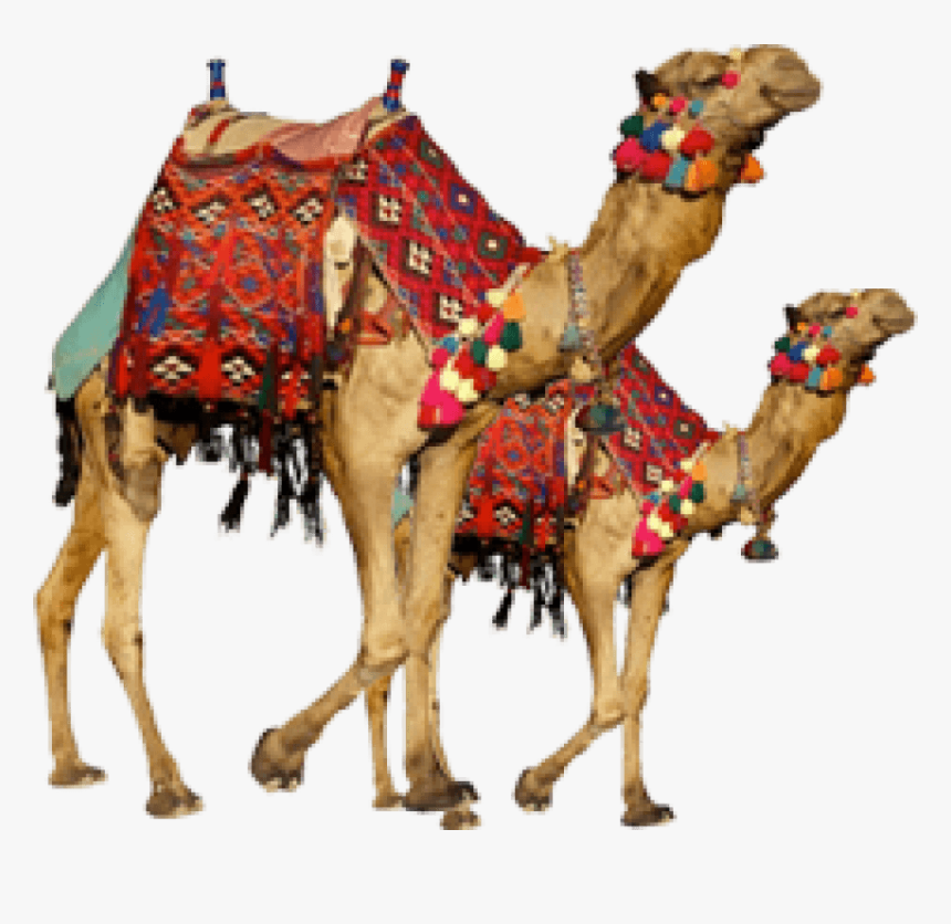 Detail Camel Png Nomer 33