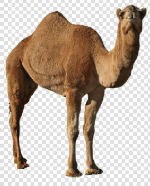 Detail Camel Png Nomer 10