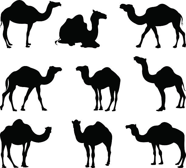 Detail Camel Silhouette Clip Art Nomer 33