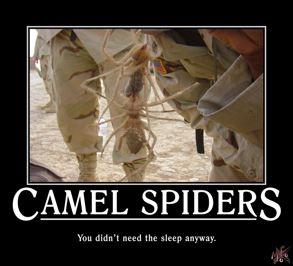 Detail Camel Spider Meme Nomer 3