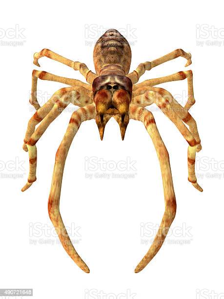 Detail Camel Spider Meme Nomer 43