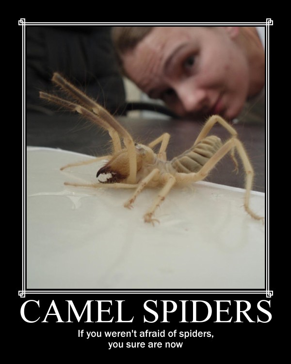 Detail Camel Spider Meme Nomer 8