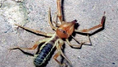 Detail Camel Spider Wikipedia Nomer 17