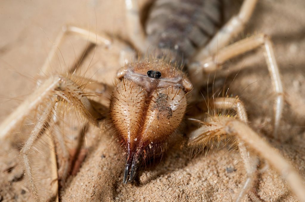 Detail Camel Spider Wikipedia Nomer 19