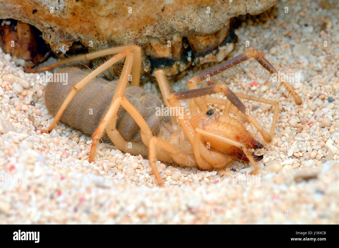 Detail Camel Spider Wikipedia Nomer 22