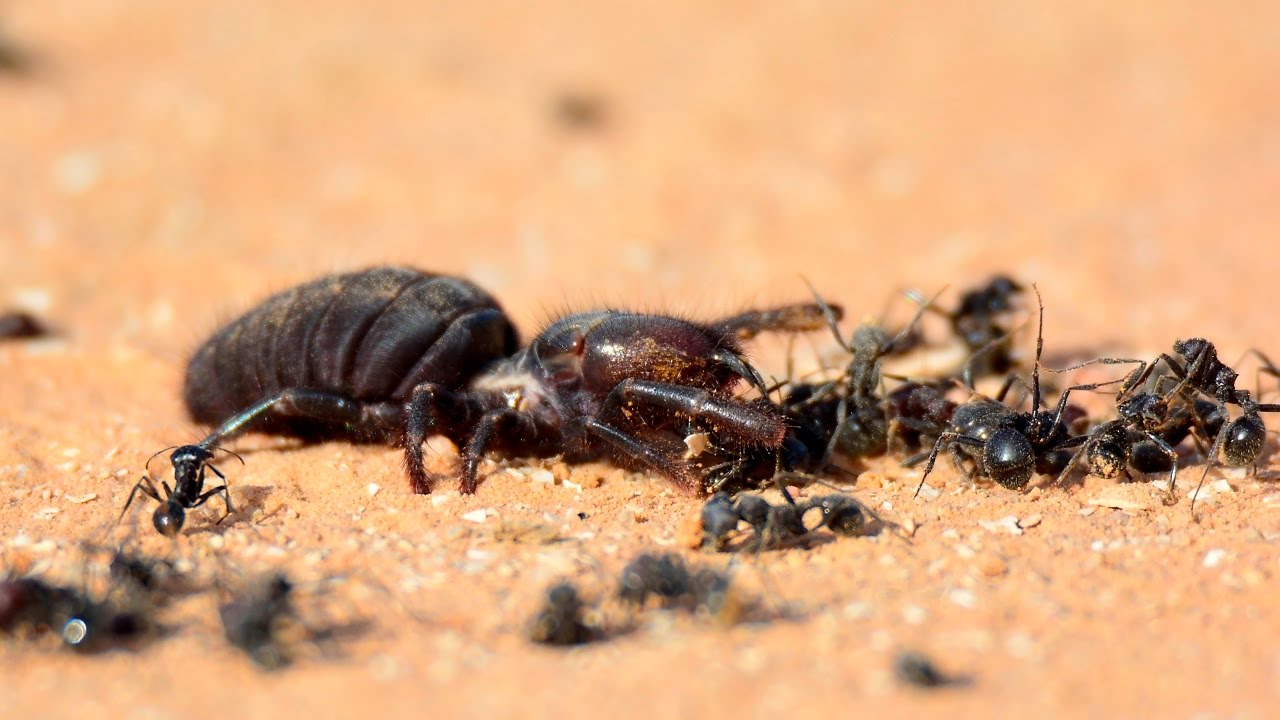 Detail Camel Spider Wikipedia Nomer 25