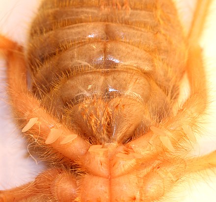 Detail Camel Spider Wikipedia Nomer 29