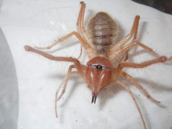 Detail Camel Spider Wikipedia Nomer 32