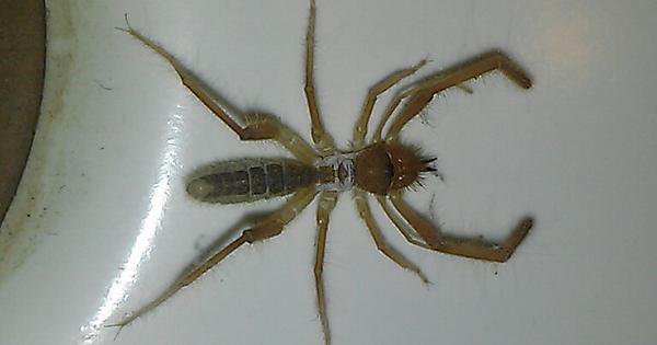 Detail Camel Spider Wikipedia Nomer 34