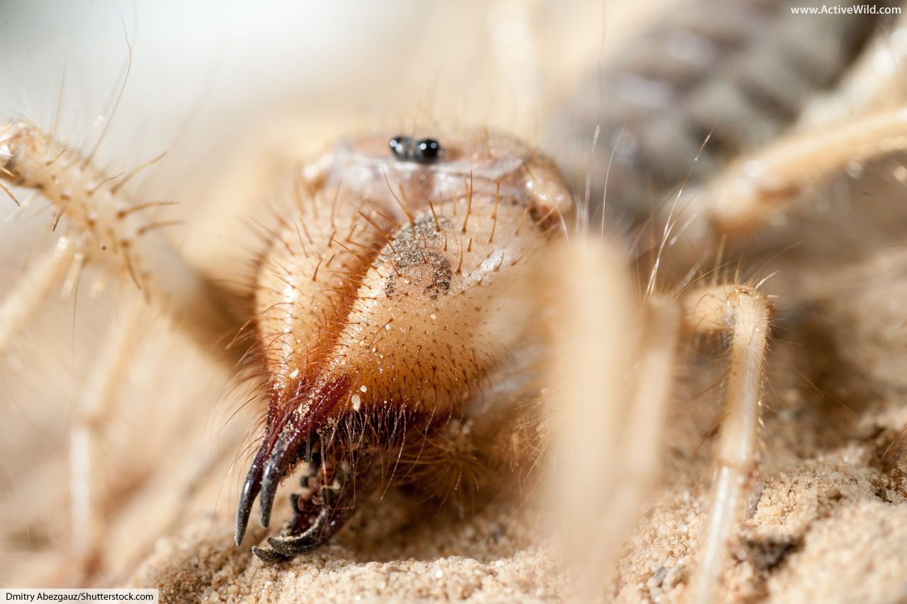 Detail Camel Spider Wikipedia Nomer 40