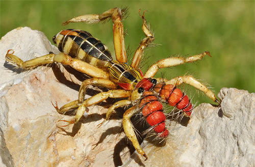 Detail Camel Spider Wikipedia Nomer 42