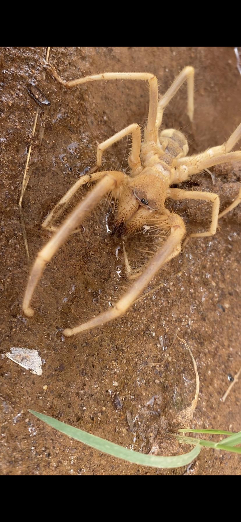 Detail Camel Spider Wikipedia Nomer 48