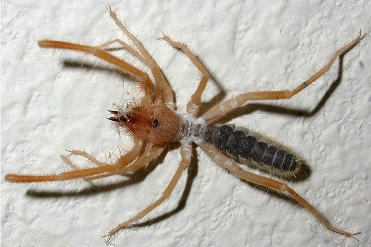 Detail Camel Spider Wikipedia Nomer 9